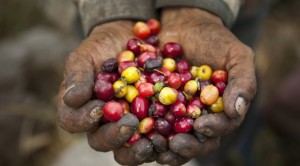 Hands of Coffee Worker Holding Beans